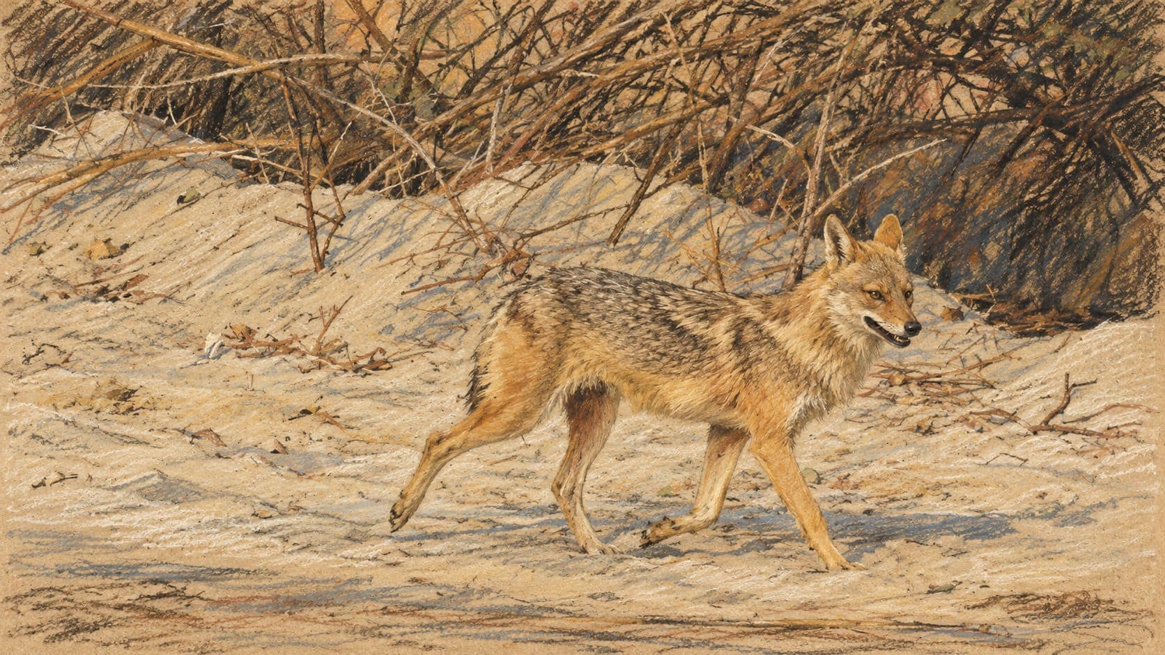 Courtroom-sketch editorial illustration of a golden jackal walking across sandy ground beside scrub, based on an archival wildlife photograph from Keoladeo National Park in India; contextual artwork, not the Beit Alfa incident.