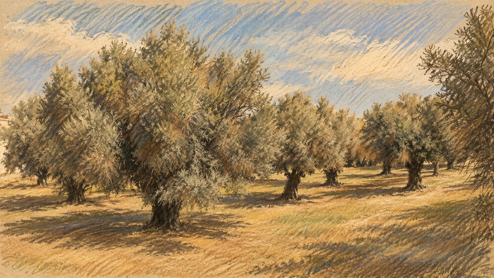 Courtroom-sketch editorial illustration of mature olive trees in an open grove, based on an archival photograph from Alberobello, Italy; contextual landscape imagery rather than the Kafr Qara search location or event.