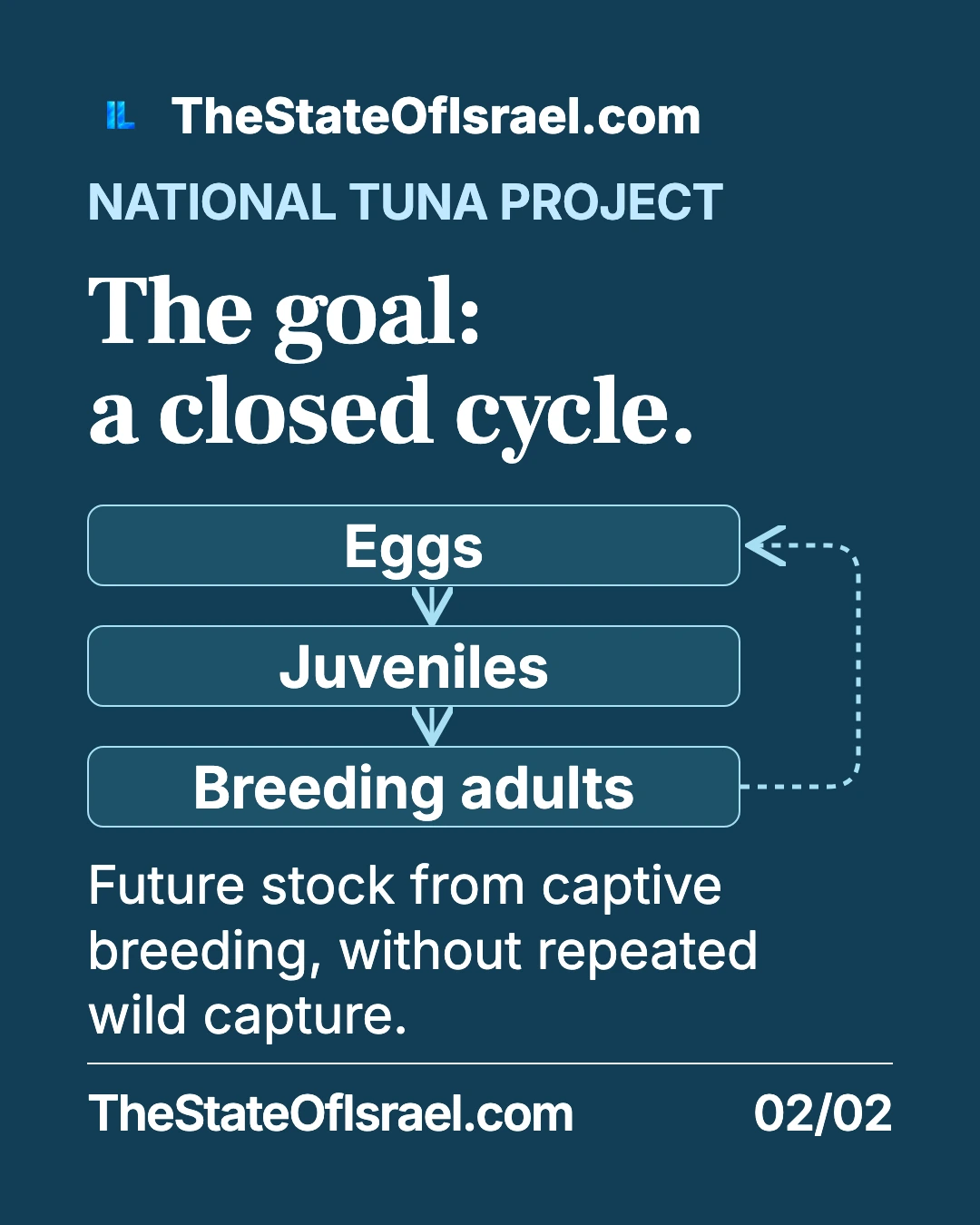 The goal of a closed breeding cycle. Eilat researchers are raising juvenile Atlantic bluefin tuna. A complete captive-breeding cycle remains the National Tuna Project’s research goal.